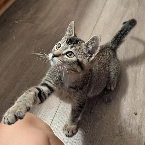 Kittens! 5