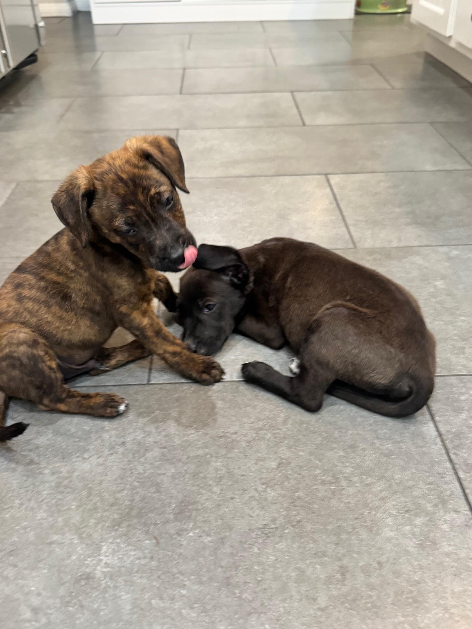 Enlarge Chip, a Adoptable mixed breed in Irvine, CA image 2/6