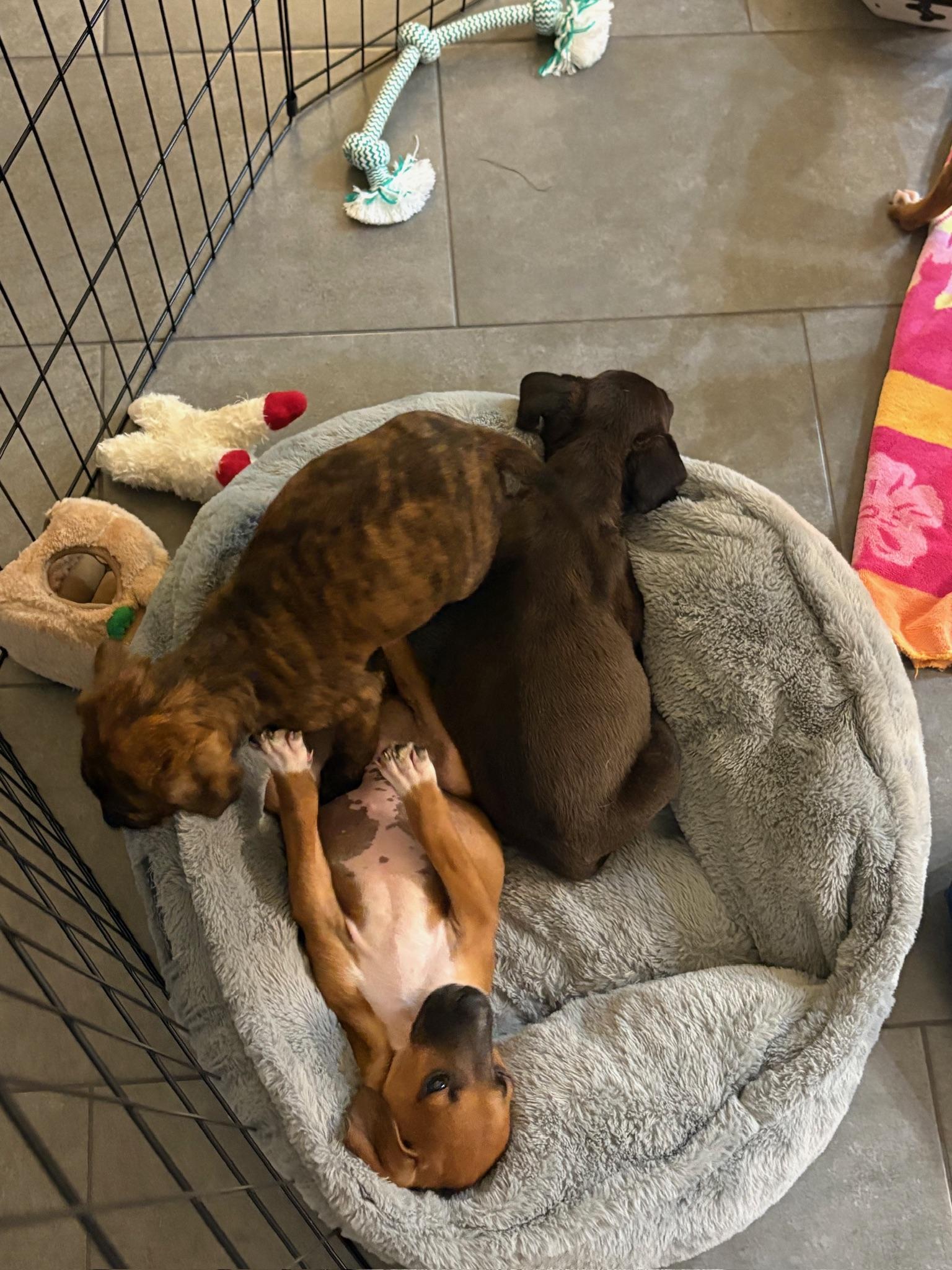 Enlarge Chip, a Adoptable mixed breed in Irvine, CA image 3/6