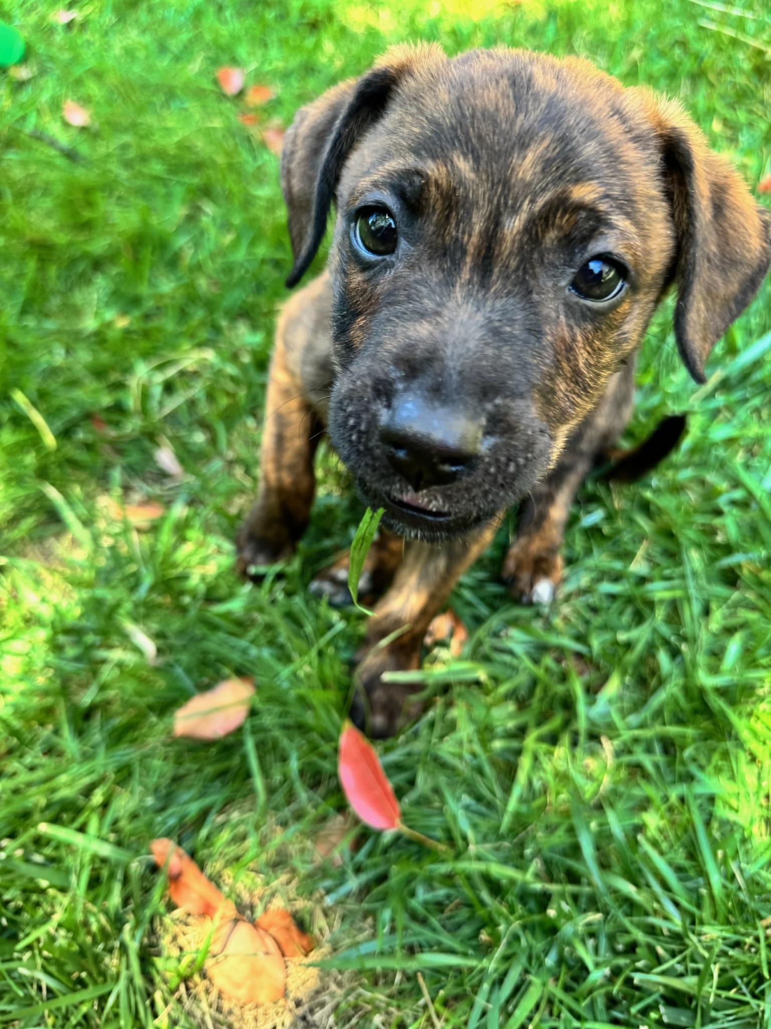 Enlarge Chip, a Adoptable mixed breed in Irvine, CA image 1/6