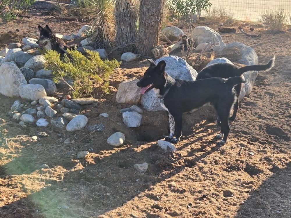 Enlarge Checkers, a Adoptable mixed breed in Lakeside, CA image 2/3