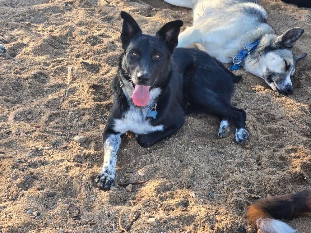 Enlarge Checkers, a Adoptable mixed breed in Lakeside, CA image 1/3