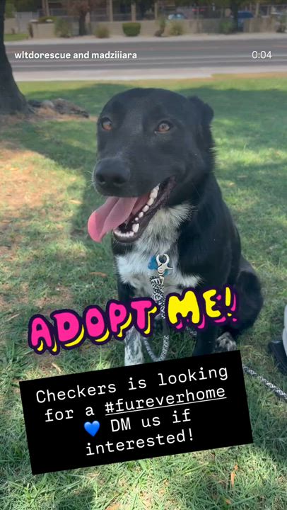 Enlarge Checkers, a Adoptable mixed breed in Lakeside, CA video 3/3