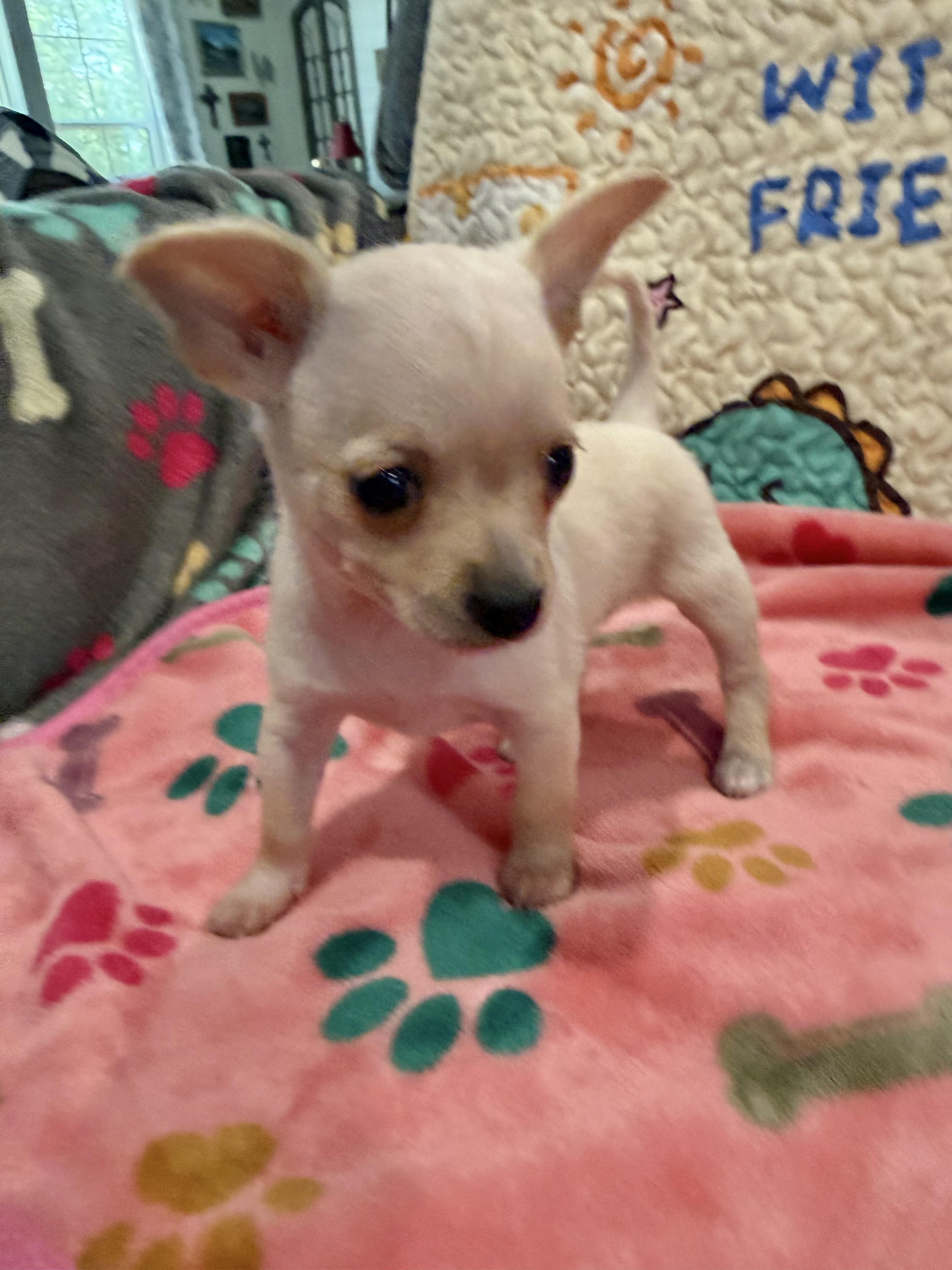 Mozzi (Mozzarella), Adoptable, Puppy Female Chihuahua.