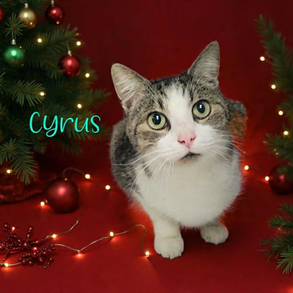 Cyrus thumbnail 2