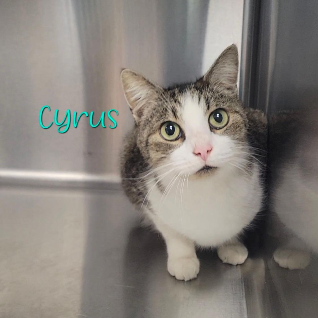 Cyrus thumbnail 3