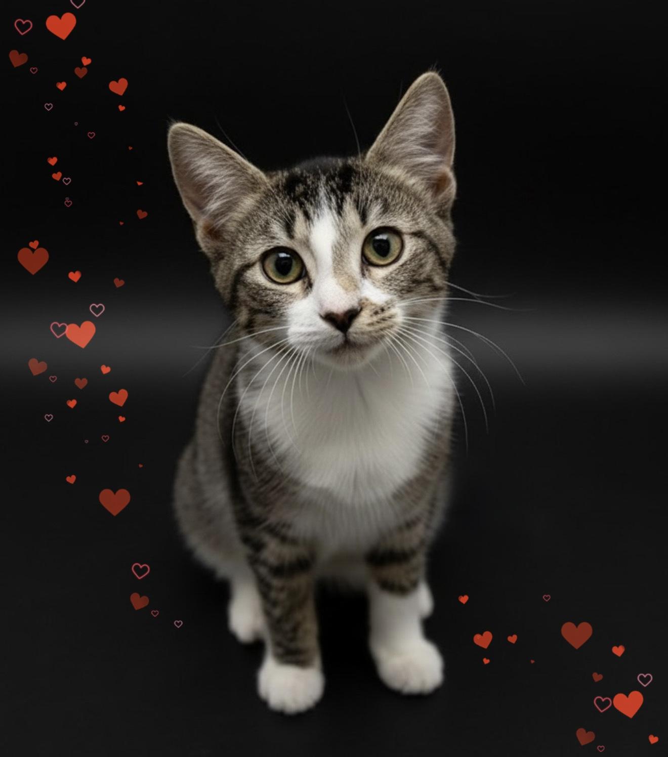 Mimi Love, adopted, Kitten Female Domestic Short Hair.