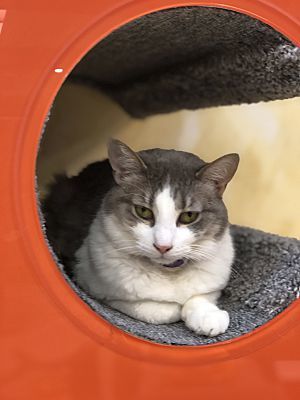 Enlarge Gracie, a Adoptable Domestic Short Hair in Crystal Lake, IL image 2/6