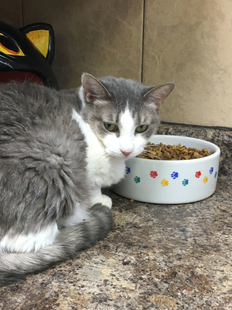 Enlarge Gracie, a Adoptable Domestic Short Hair in Crystal Lake, IL image 3/6