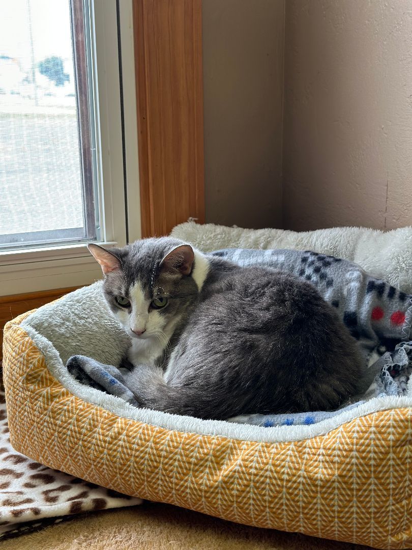 Enlarge Gracie, a Adoptable Domestic Short Hair in Crystal Lake, IL image 4/6