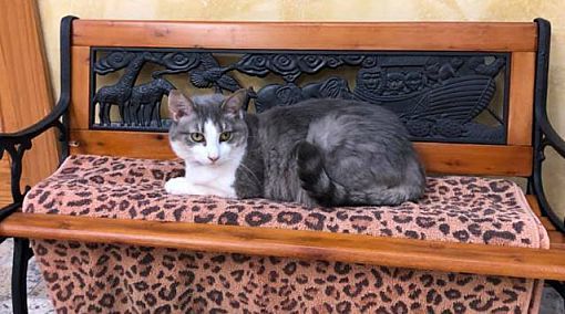 Enlarge Gracie, a Adoptable Domestic Short Hair in Crystal Lake, IL image 5/6