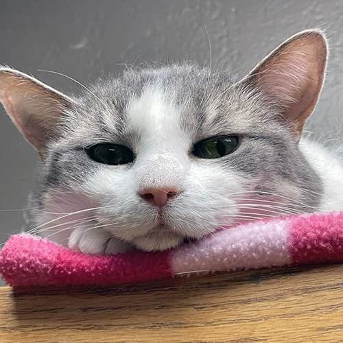 Enlarge Gracie, a Adoptable Domestic Short Hair in Crystal Lake, IL image 1/6