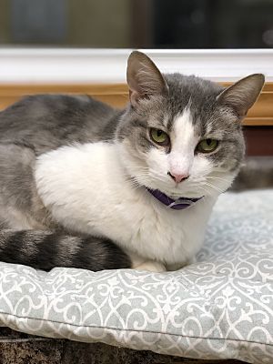 Enlarge Gracie, a Adoptable Domestic Short Hair in Crystal Lake, IL image 6/6