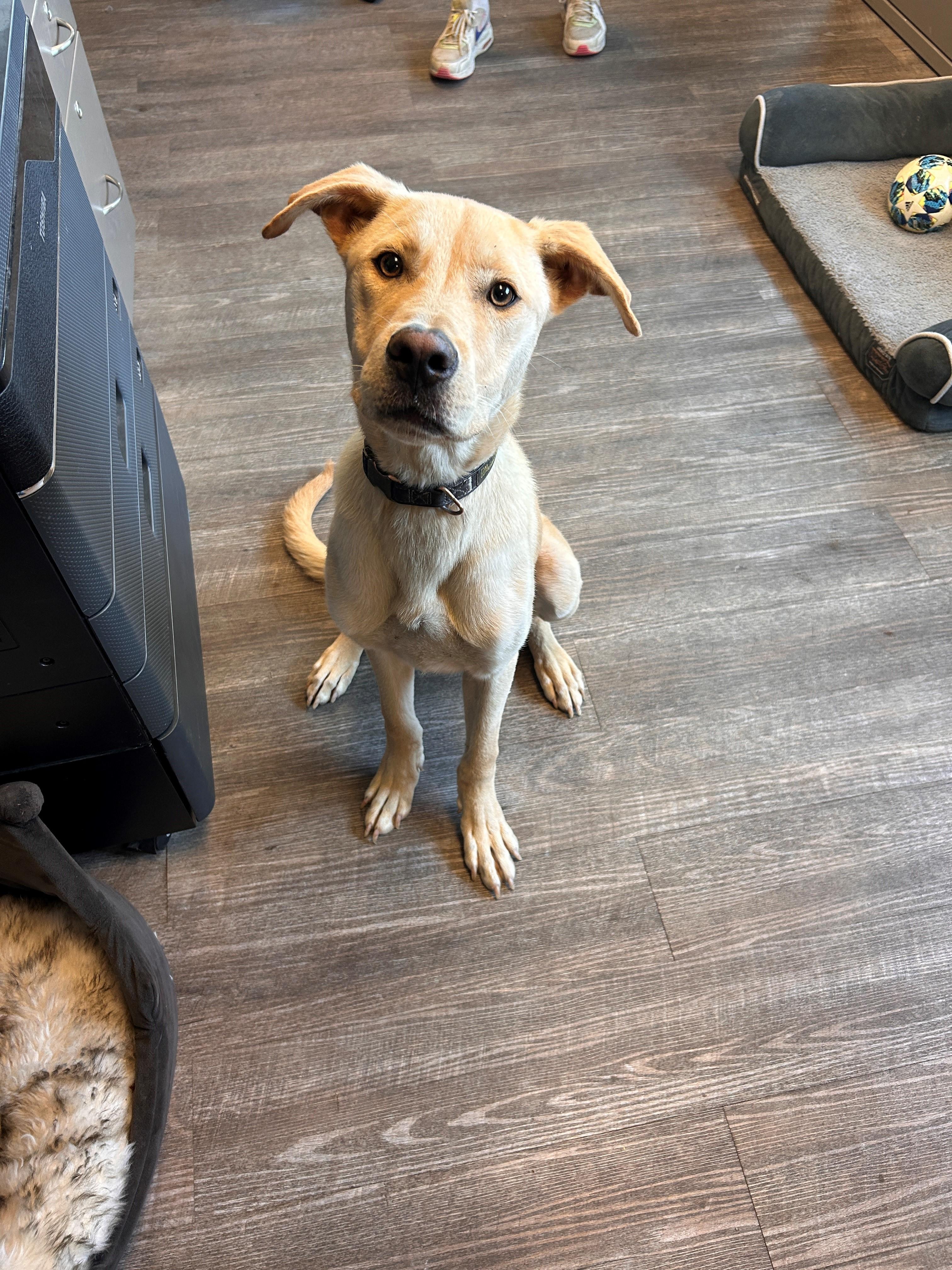 25-0651 "Bingbong', Adoptable, Young Male Yellow Labrador Retriever.