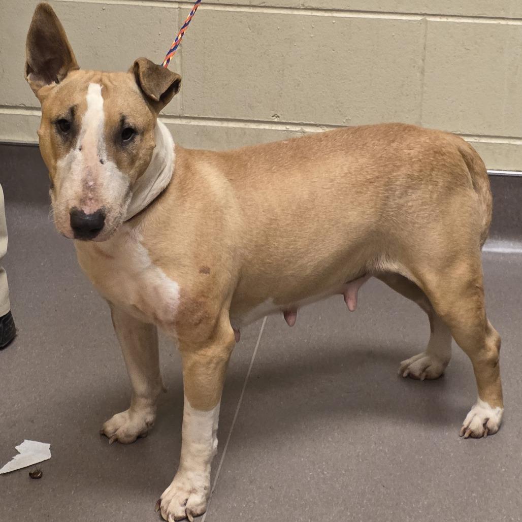 Toffee, Adoptable, Senior Female Bull Terrier.