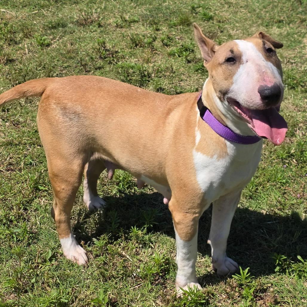 Enlarge Toffee, a Adoptable Bull Terrier in Norman, OK image 2/5