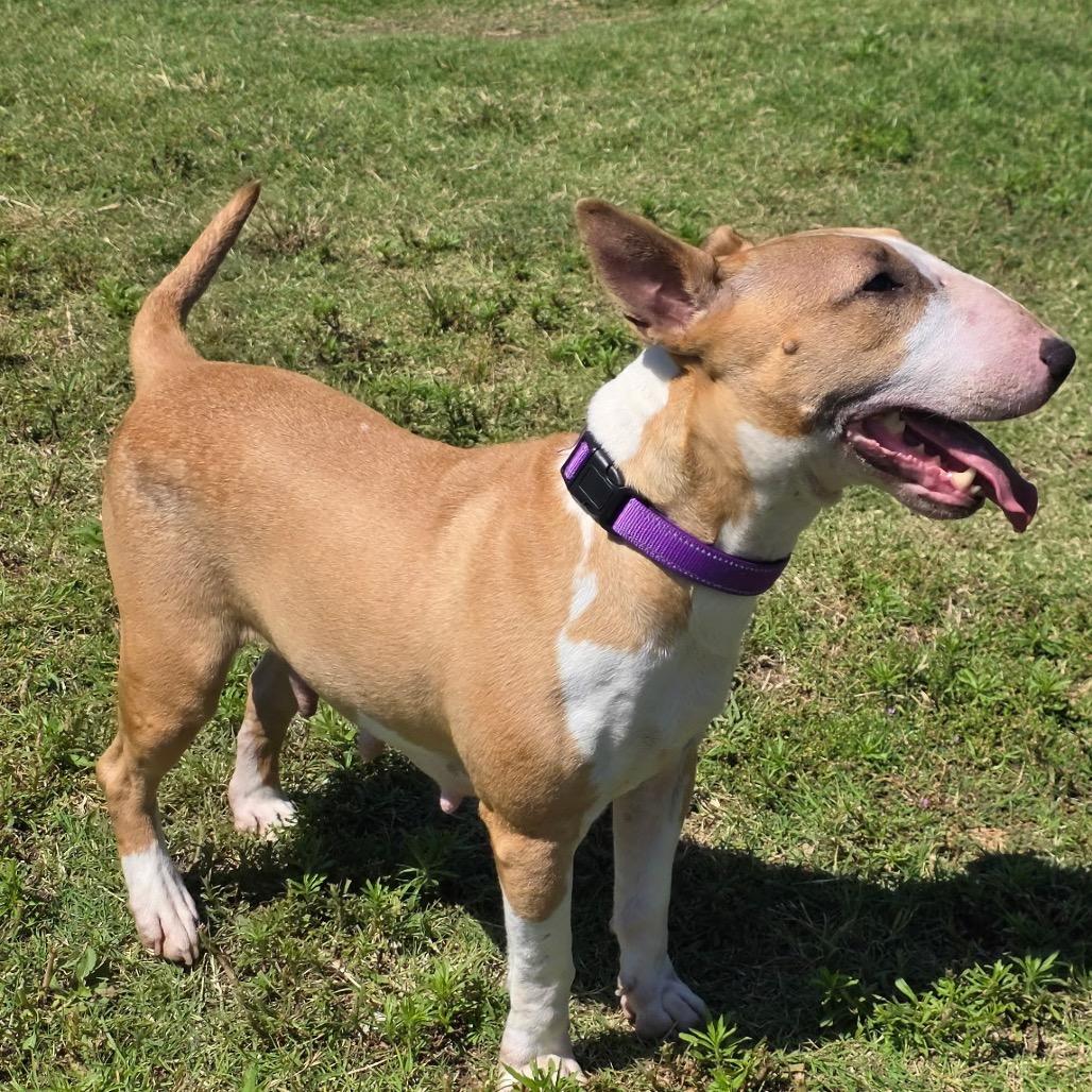 Enlarge Toffee, a Adoptable Bull Terrier in Norman, OK image 3/5
