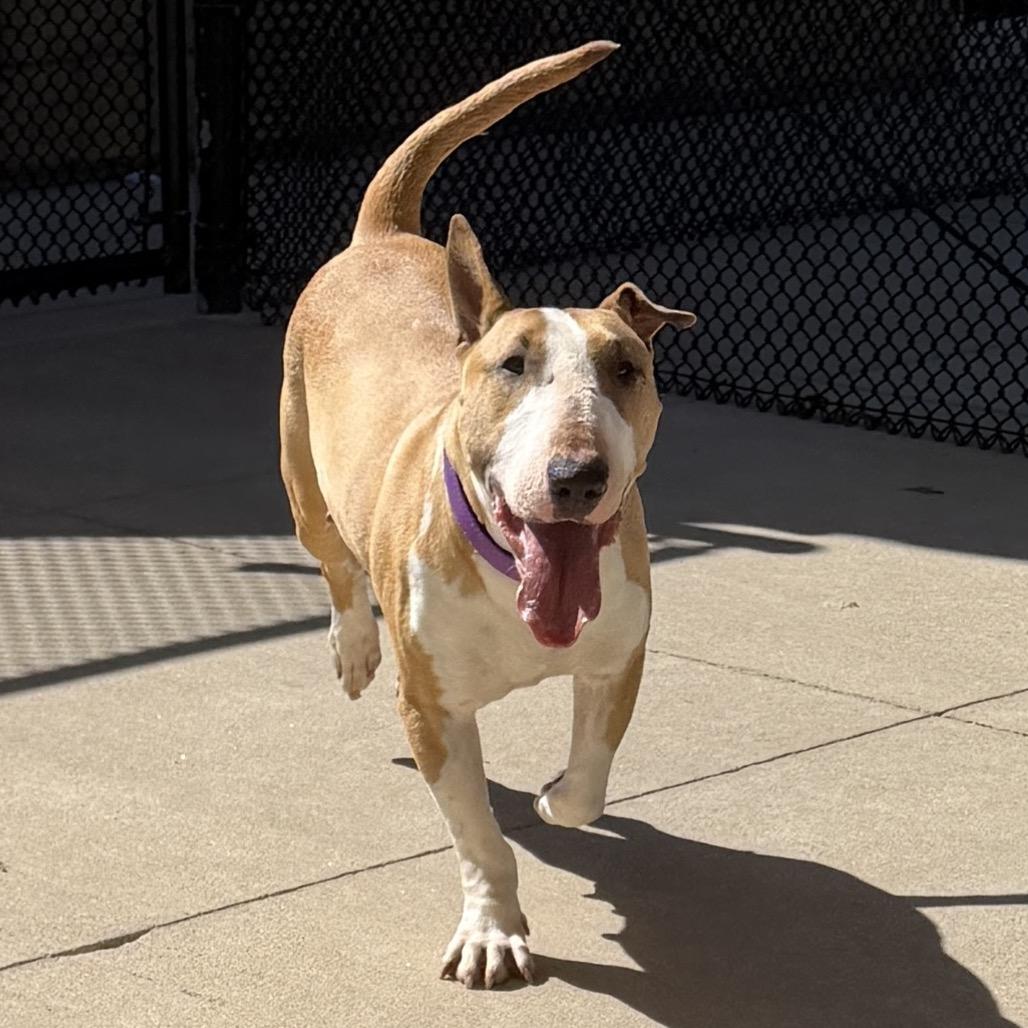Enlarge Toffee, a Adoptable Bull Terrier in Norman, OK image 4/5
