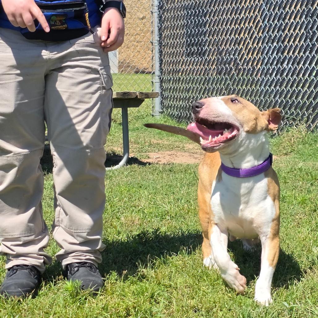 Enlarge Toffee, a Adoptable Bull Terrier in Norman, OK image 5/5