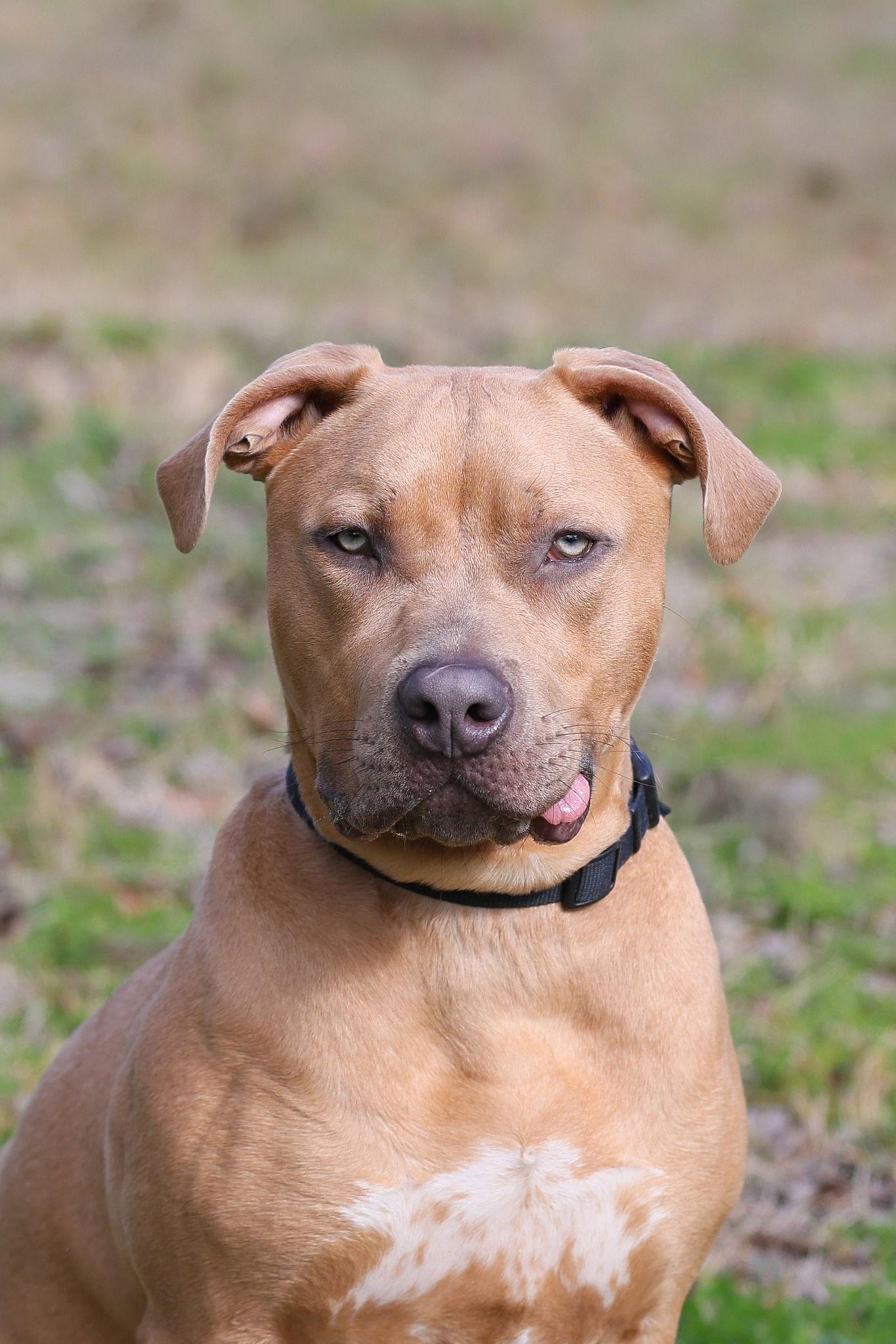 Citizen Kane, a Adoptable Mixed Breed in Gainesville, FL image 1/3