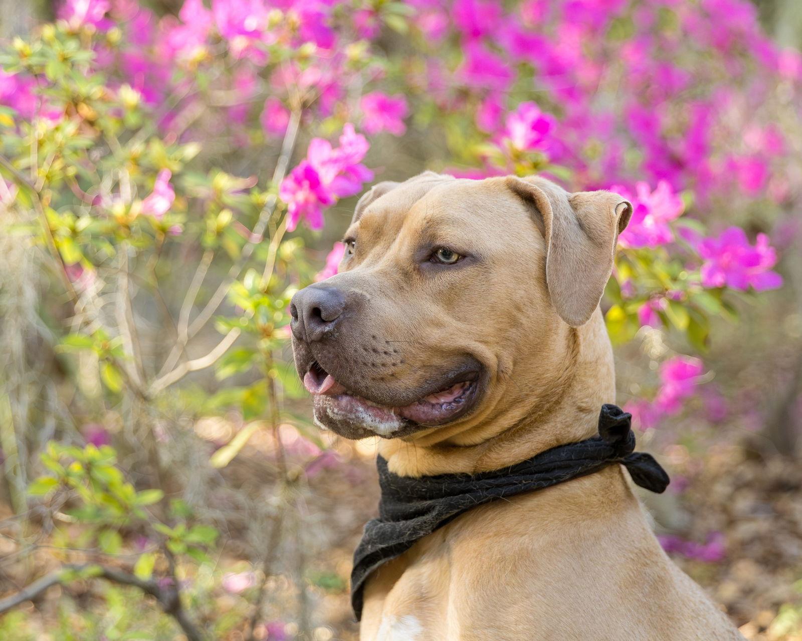 Citizen Kane, Adoptable, Young Male Mixed Breed.