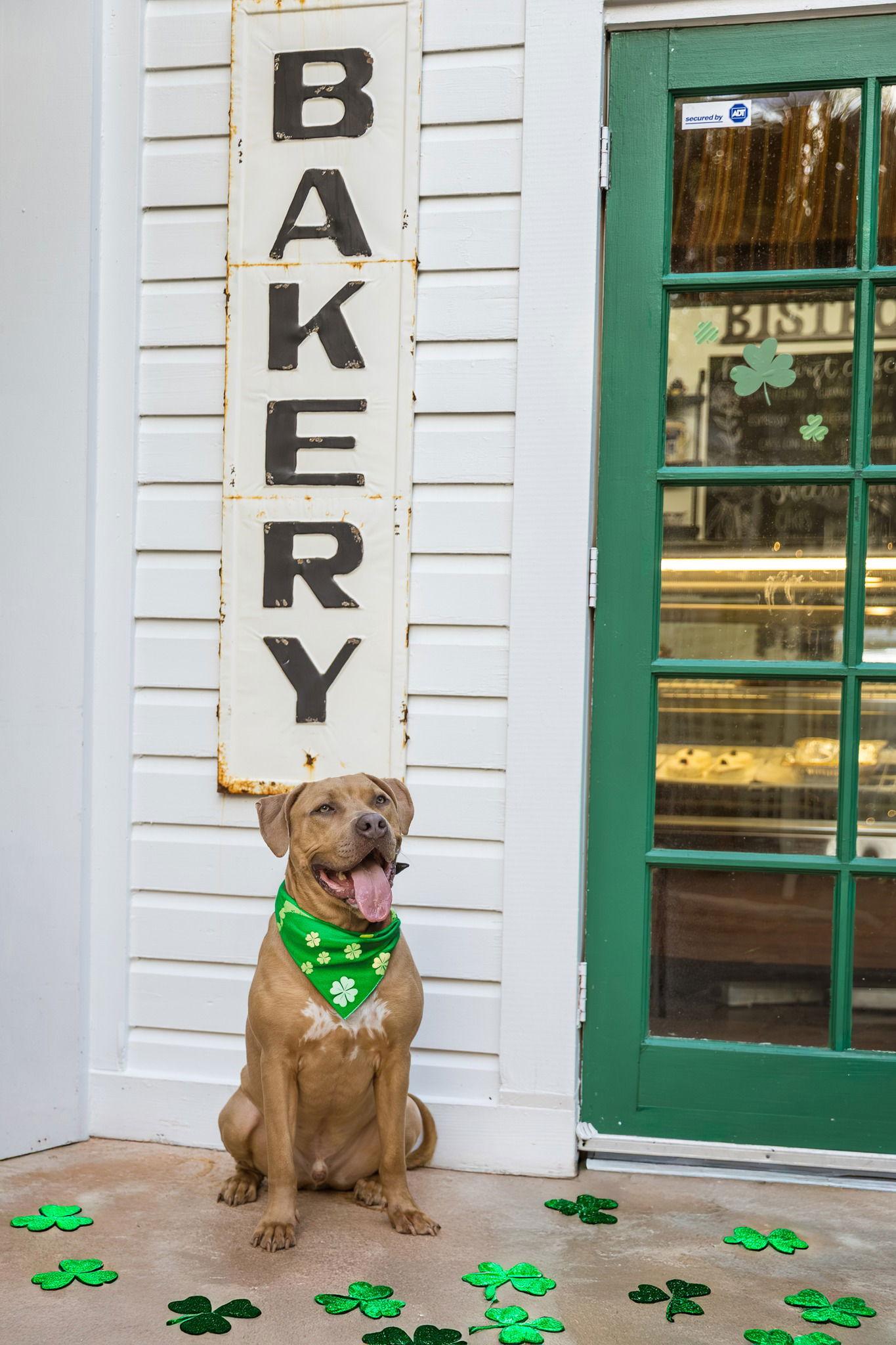 Enlarge Citizen Kane, a Adoptable Mixed Breed in Gainesville, FL image 2/3