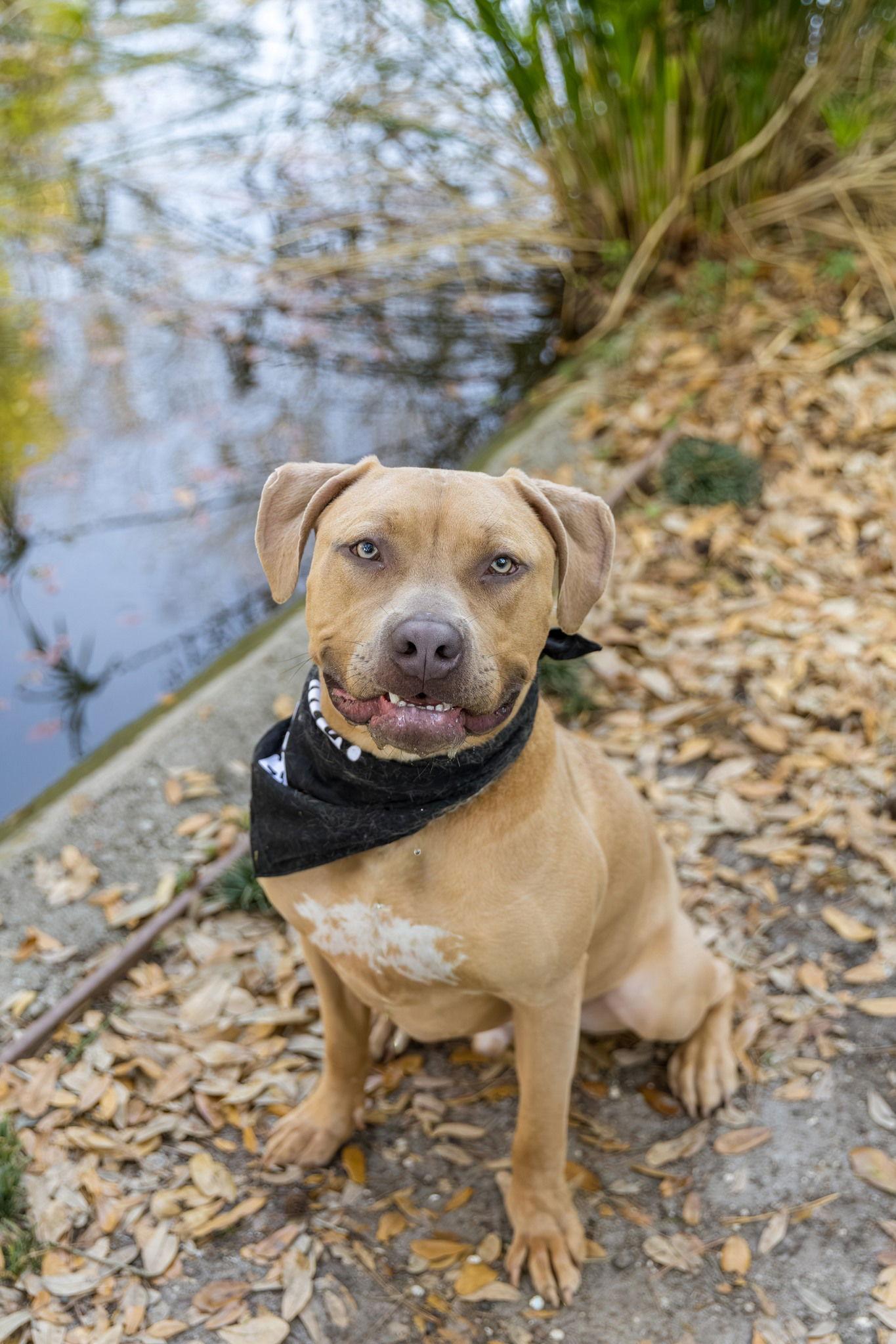 Enlarge Citizen Kane, a Adoptable Mixed Breed in Gainesville, FL image 3/3