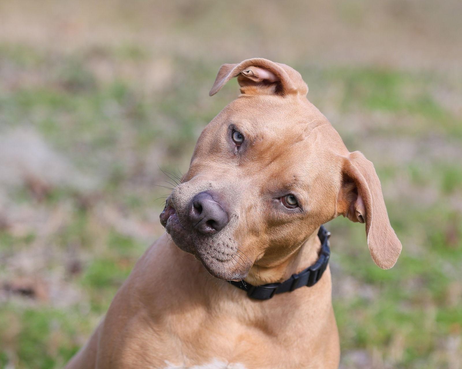 Citizen Kane, a Adoptable Mixed Breed in Gainesville, FL image 2/3