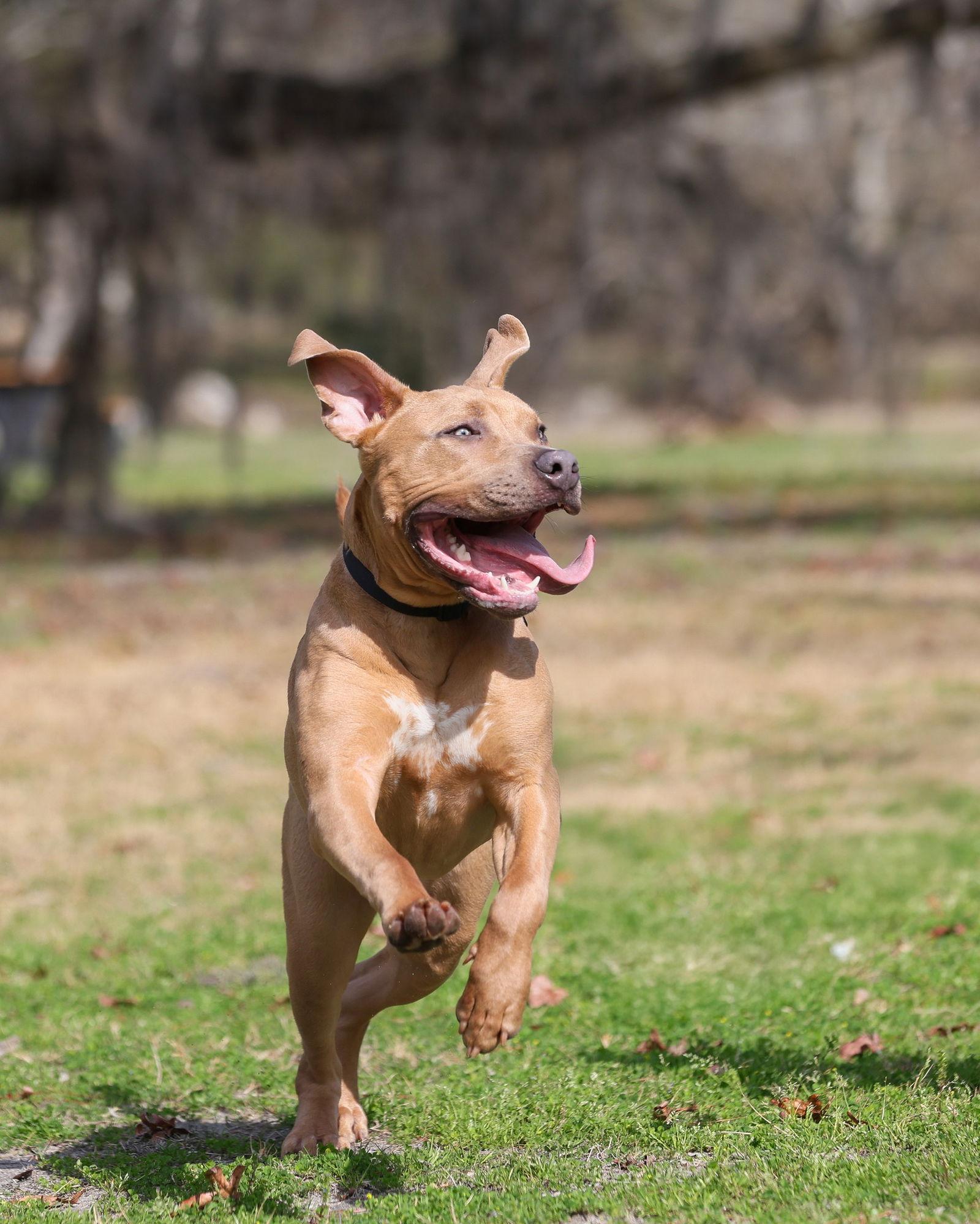 Citizen Kane, a Adoptable Mixed Breed in Gainesville, FL image 3/3
