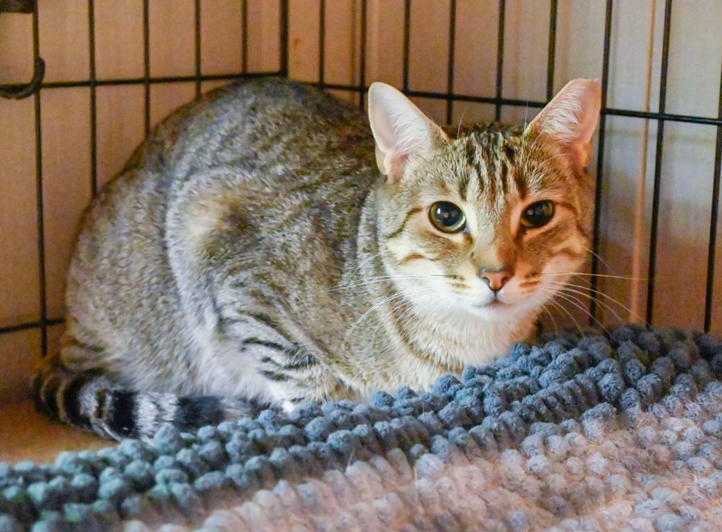 Rocky (gray tabby male) and Cocoa (black female)