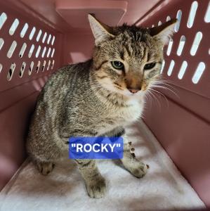 Rocky (gray tabby male) and Cocoa (black female), a Adoptable Domestic Short Hair image 4/6