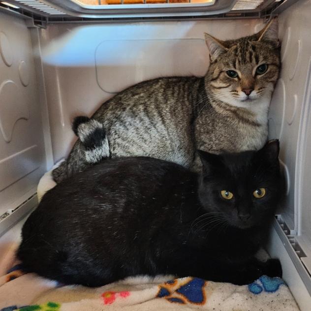 Rocky (gray tabby male) and Cocoa (black female)