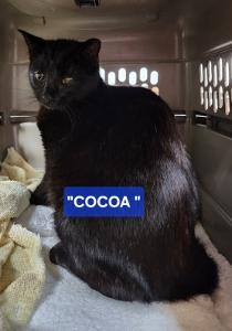 Rocky (gray tabby male) and Cocoa (black female), a Adoptable Domestic Short Hair image 5/6
