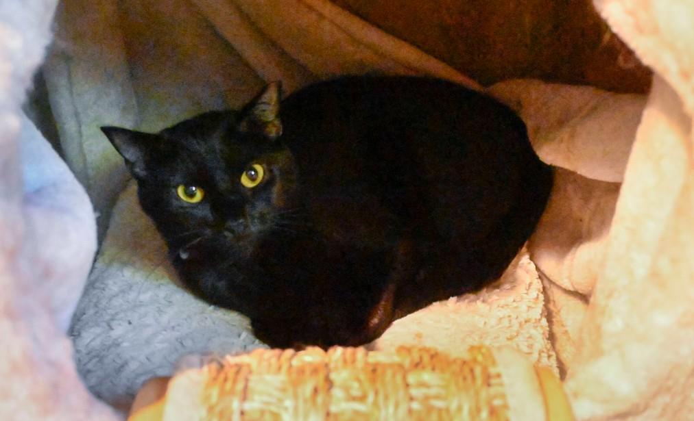 Rocky (gray tabby male) and Cocoa (black female)