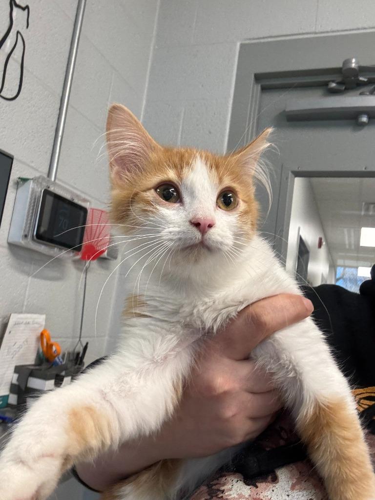 Kitten Elmer, Adoptable, Young Male Domestic Short Hair.