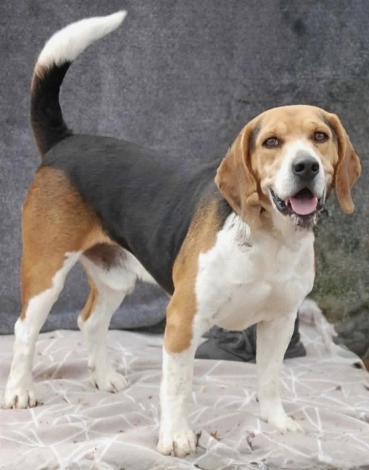 Enlarge Pluto III, a Adopted Beagle in Tampa, FL image 2/3