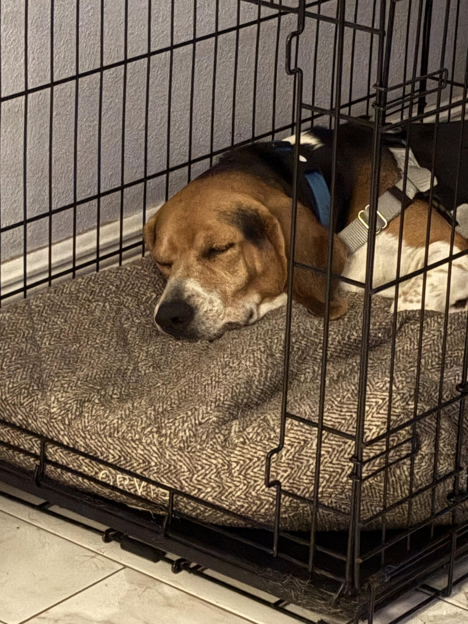 Enlarge Pluto III, a Adopted Beagle in Tampa, FL image 3/3