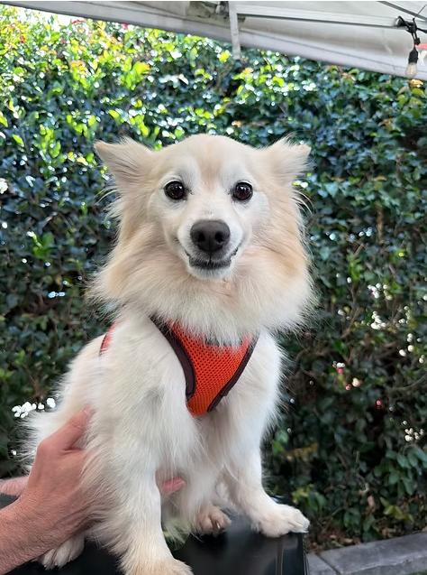 Enlarge Rain, a ADOPTABLE mixed breed in Placentia, CA image 1/1