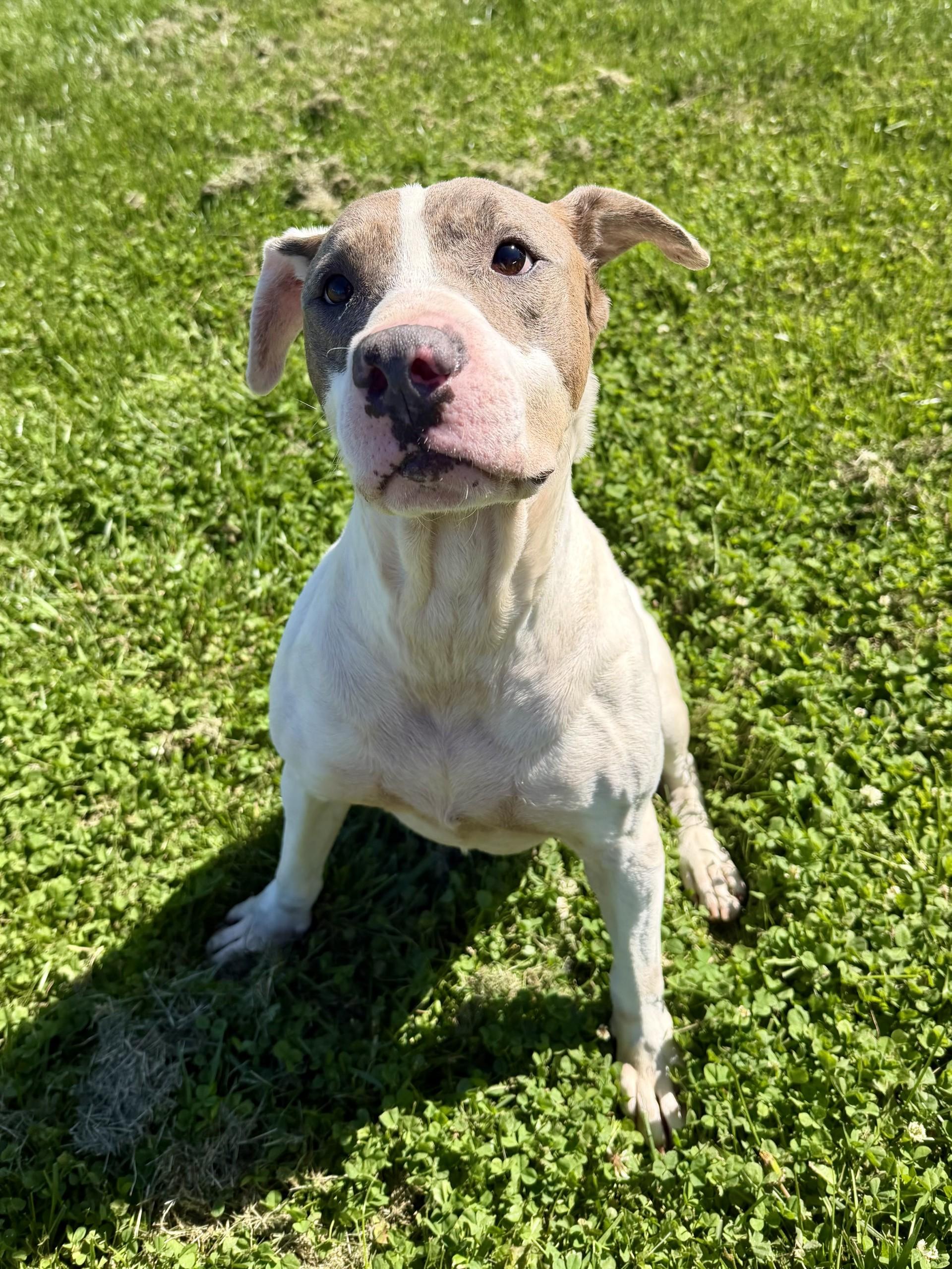 Bruno, ADOPTABLE, Adult Male Pit Bull Terrier.
