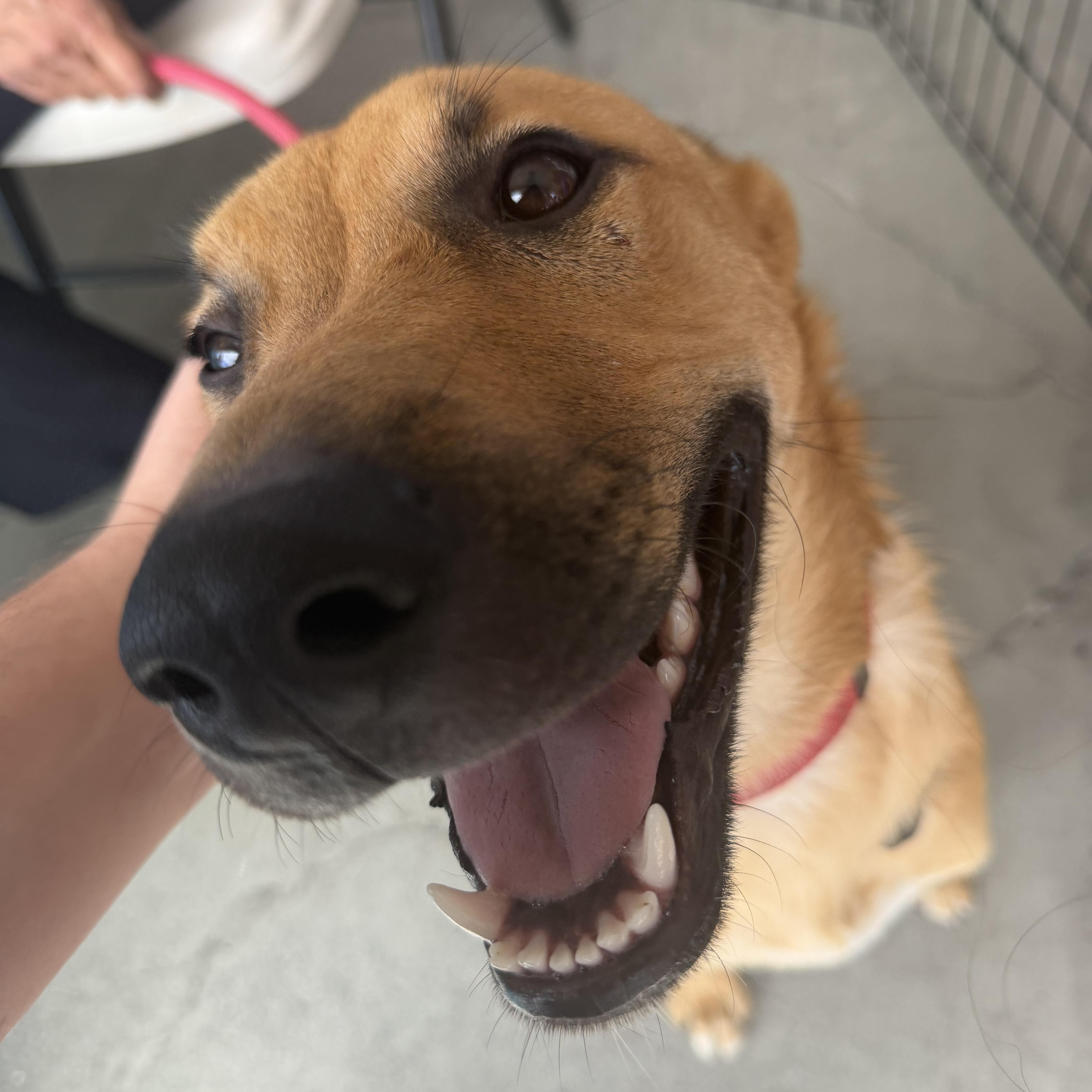 Enlarge Gianna, a ADOPTABLE German Shepherd Dog in Petaluma, CA image 1/6