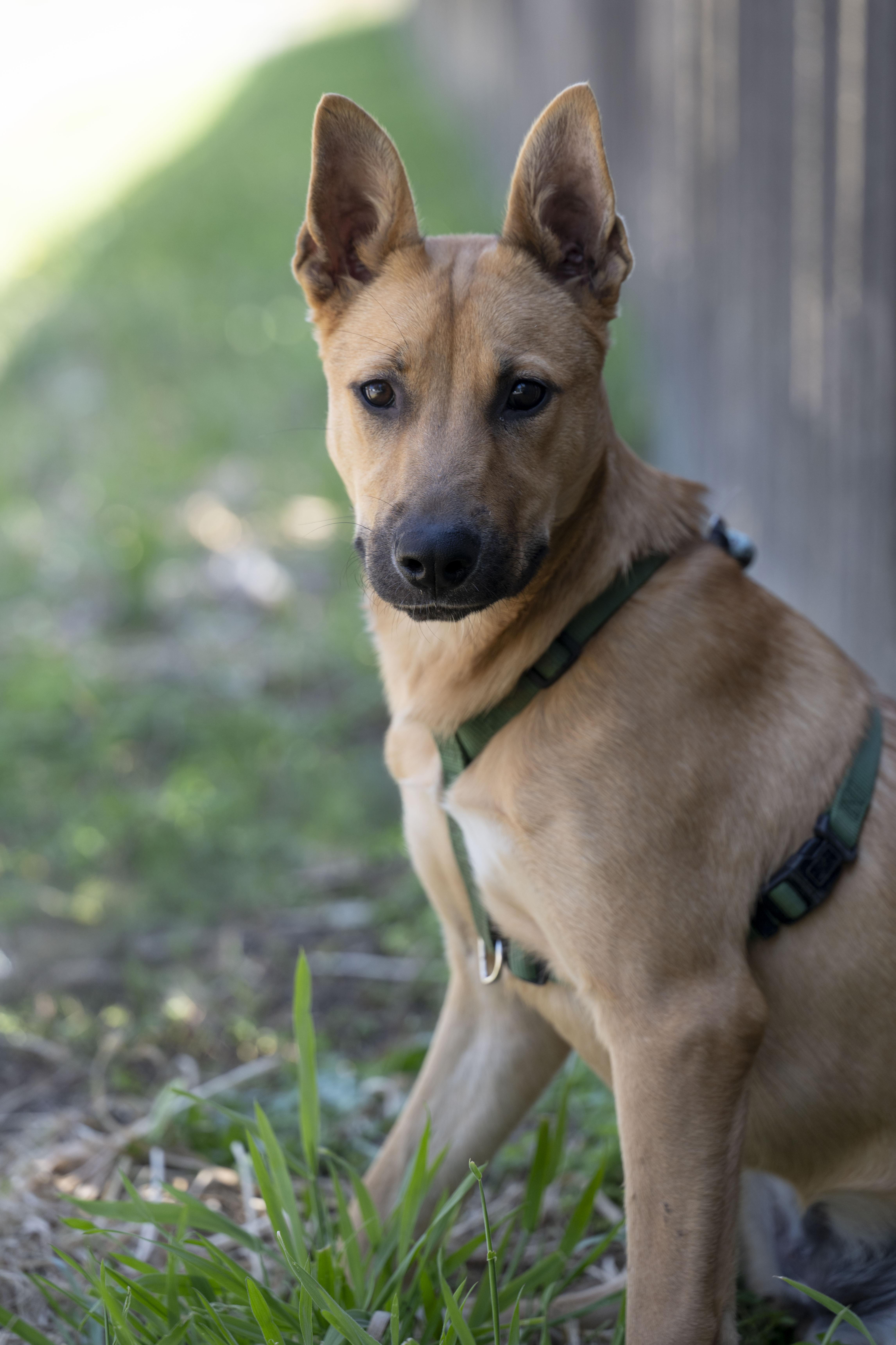 Enlarge Gianna, a ADOPTABLE German Shepherd Dog in Petaluma, CA image 4/6