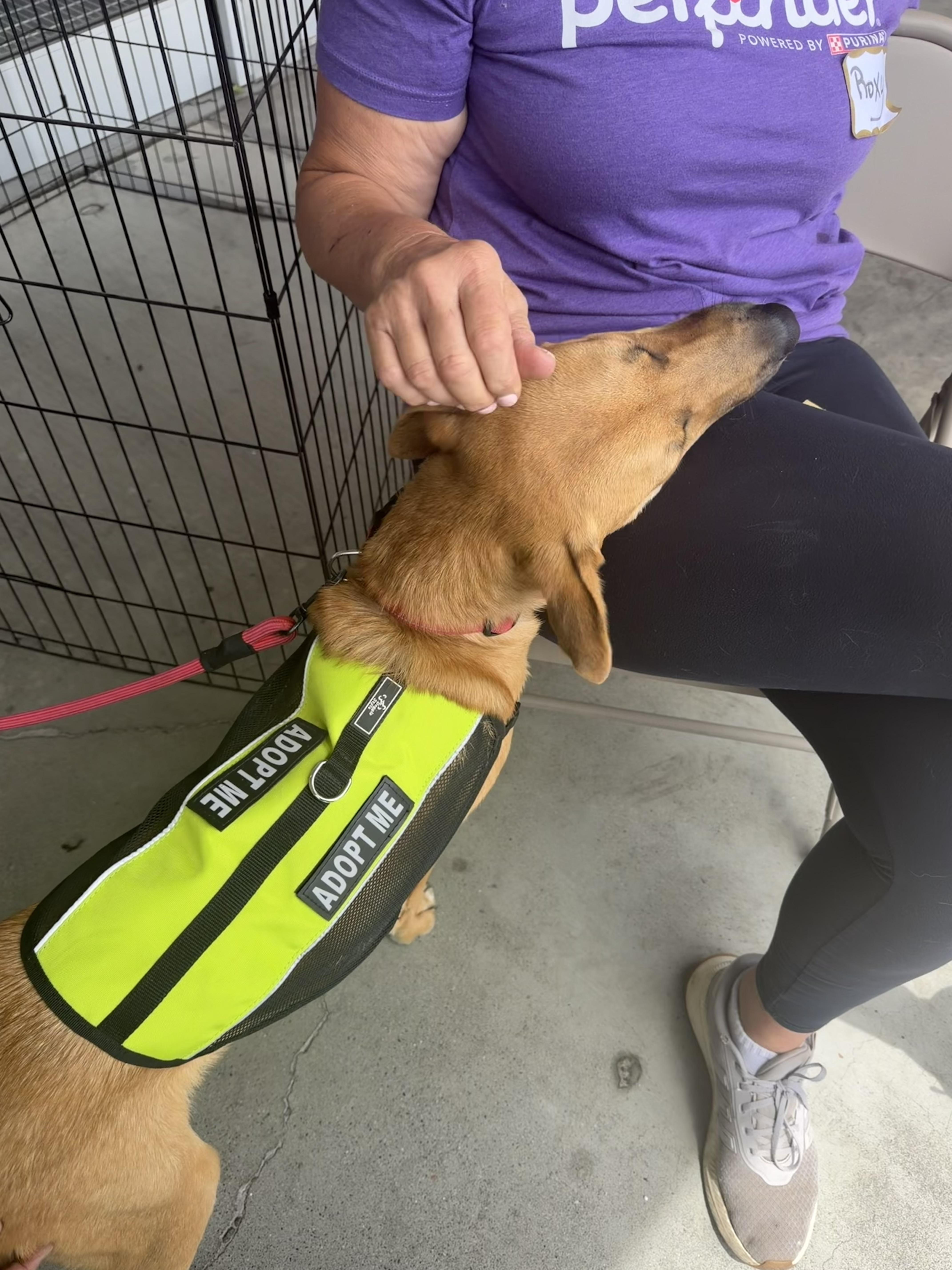 Enlarge Gianna, a ADOPTABLE German Shepherd Dog in Petaluma, CA image 2/6