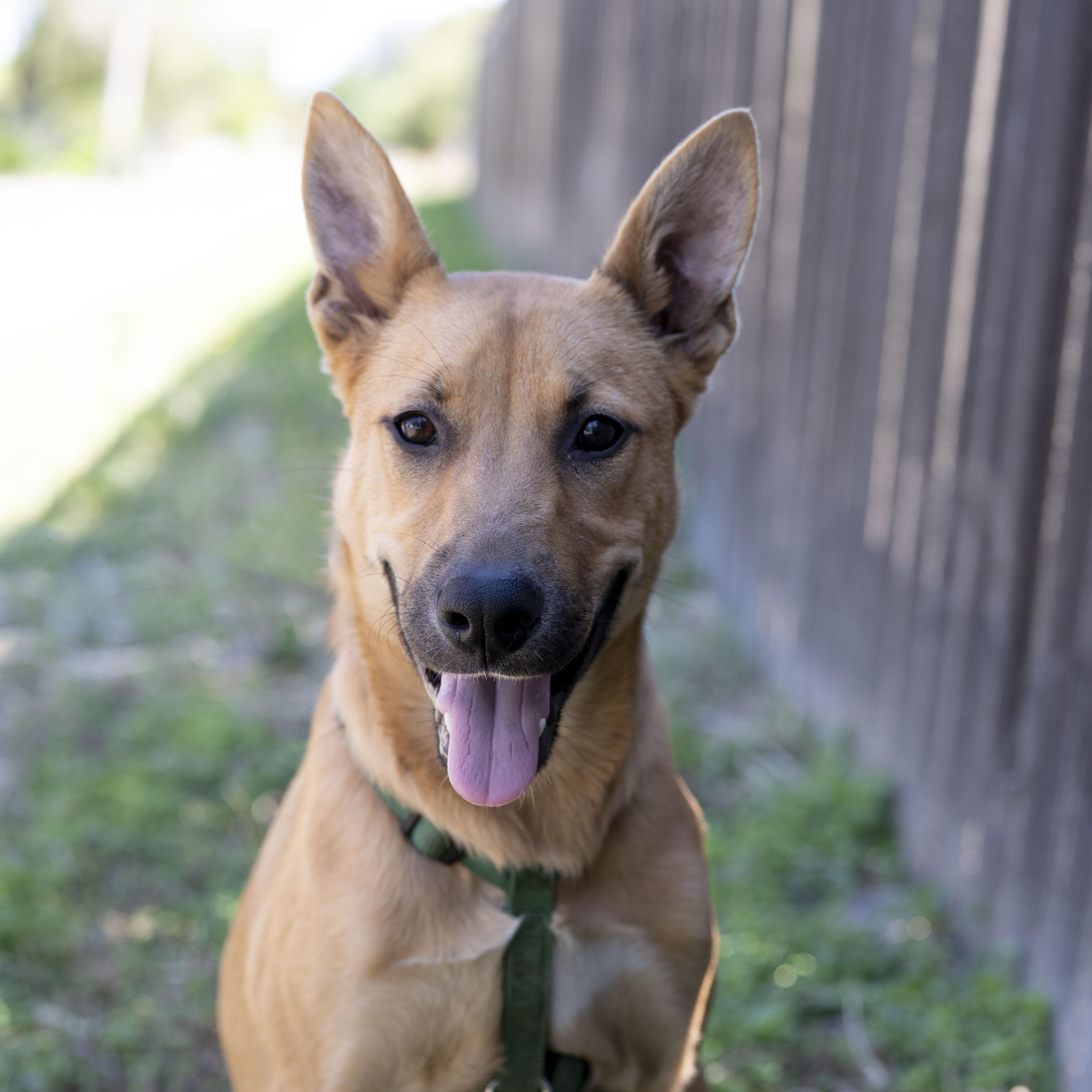 Enlarge Gianna, a ADOPTABLE German Shepherd Dog in Petaluma, CA image 3/6