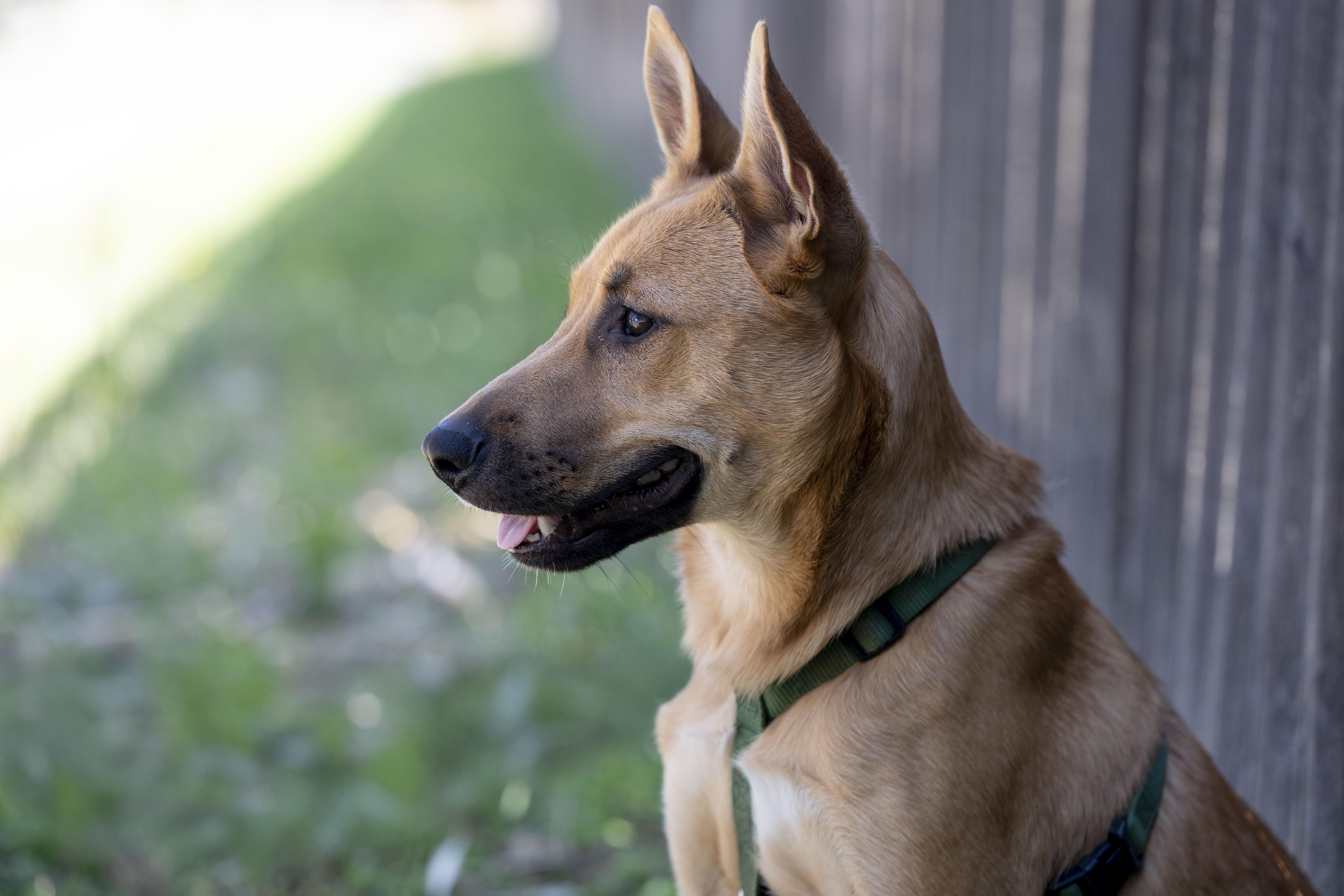 Enlarge Gianna, a ADOPTABLE German Shepherd Dog in Petaluma, CA image 6/6