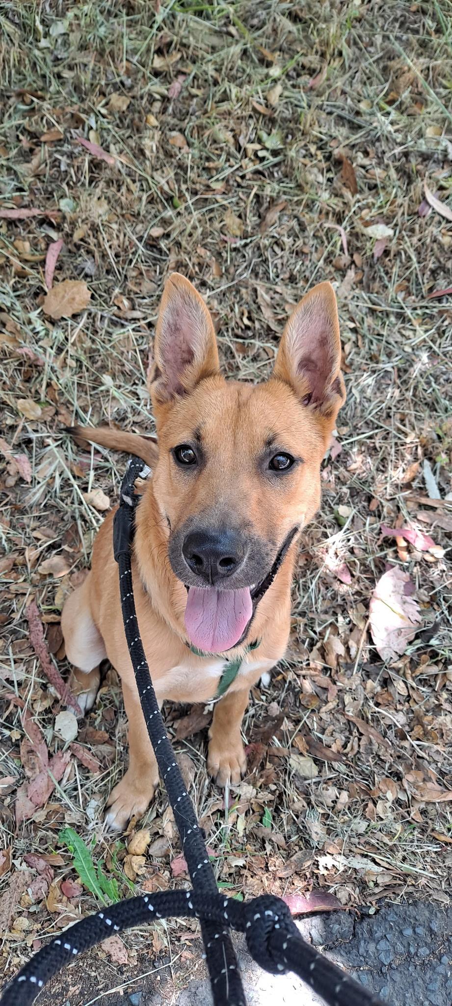 Enlarge Gianna, a ADOPTABLE German Shepherd Dog in Petaluma, CA image 5/6