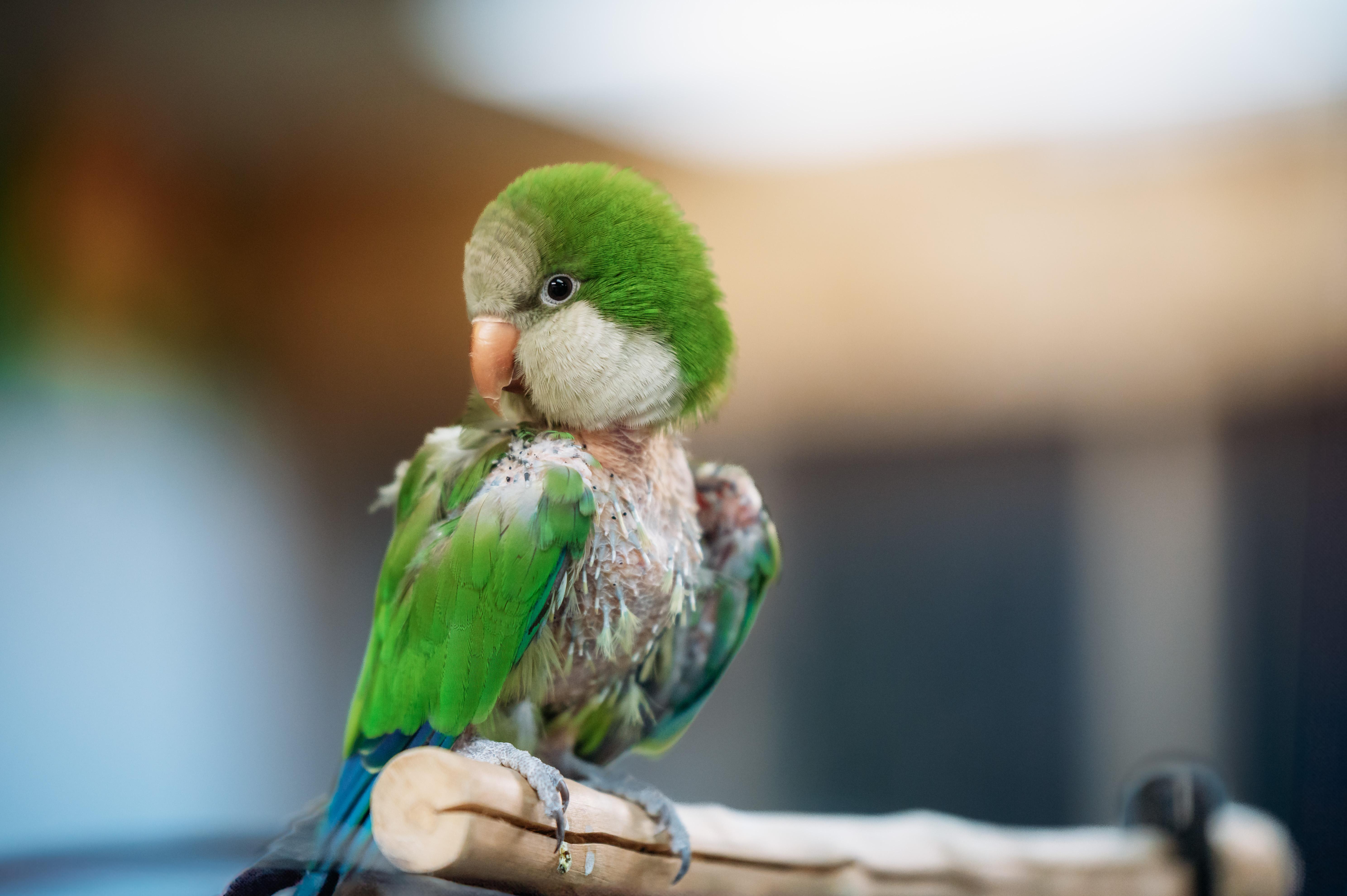 Enlarge Sanderson, a Adoptable Quaker Parakeet in Punta Gorda, FL image 5/6