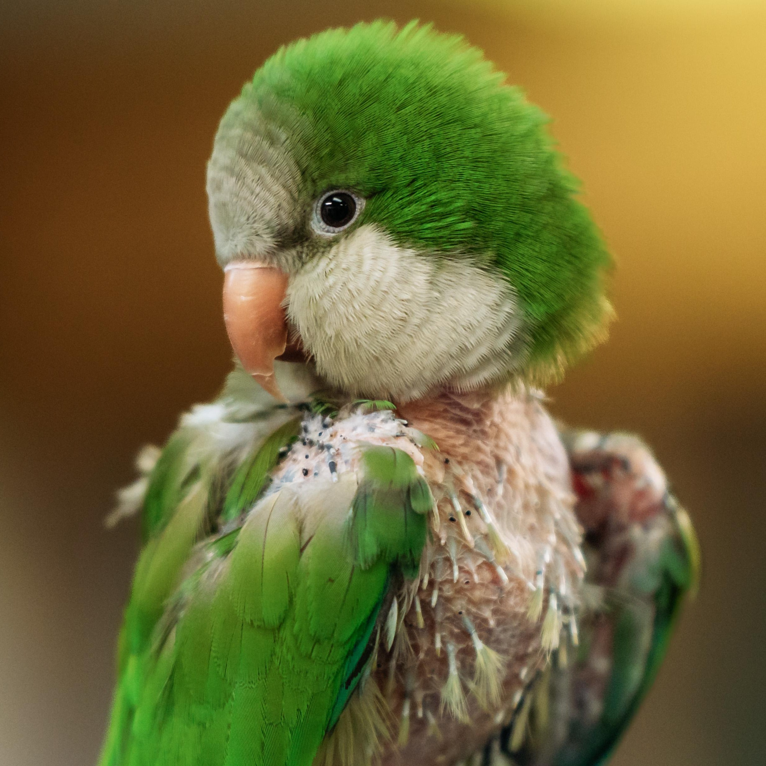 Enlarge Sanderson, a Adoptable Quaker Parakeet in Punta Gorda, FL image 1/6