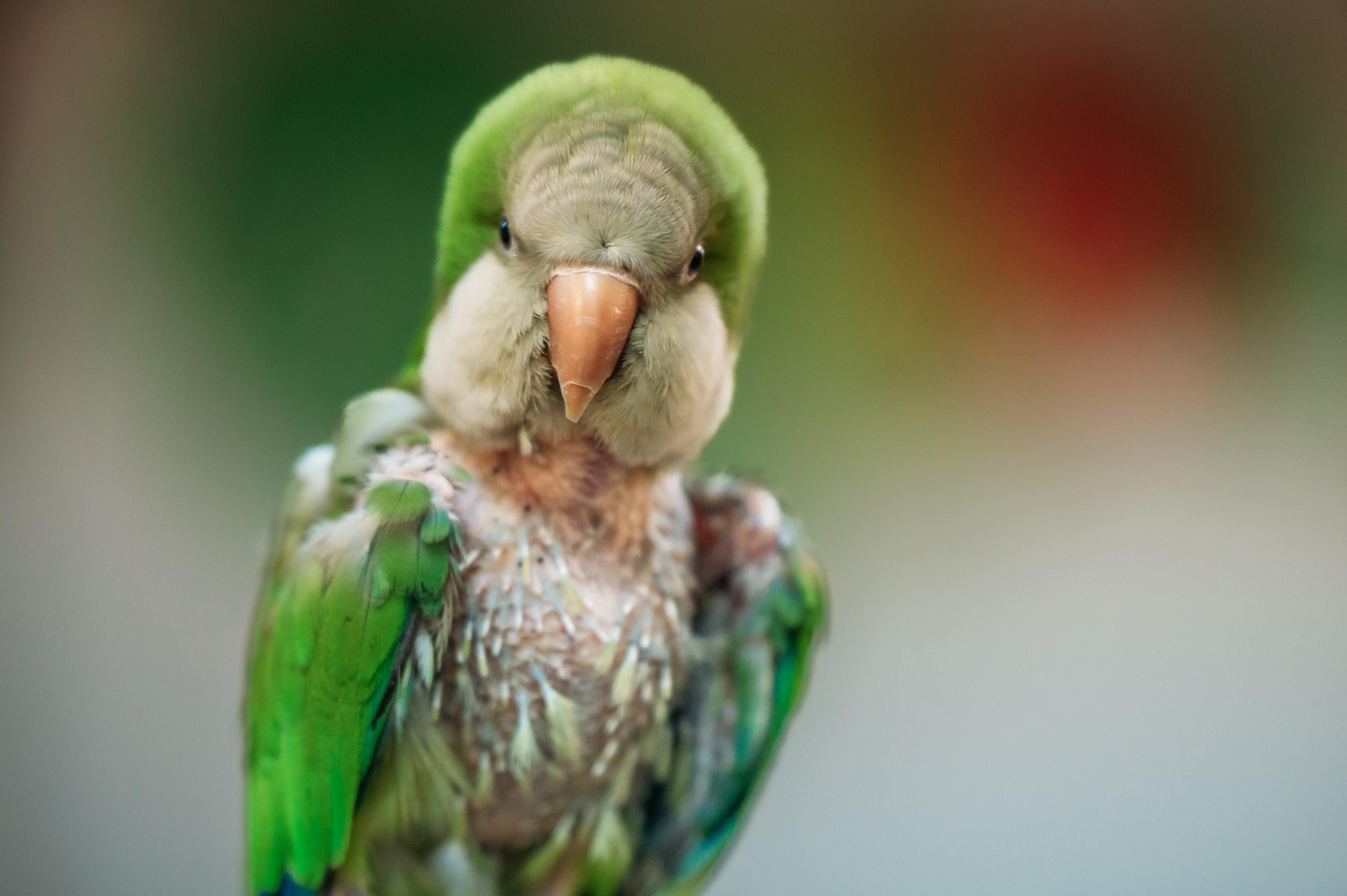 Enlarge Sanderson, a Adoptable Quaker Parakeet in Punta Gorda, FL image 4/6