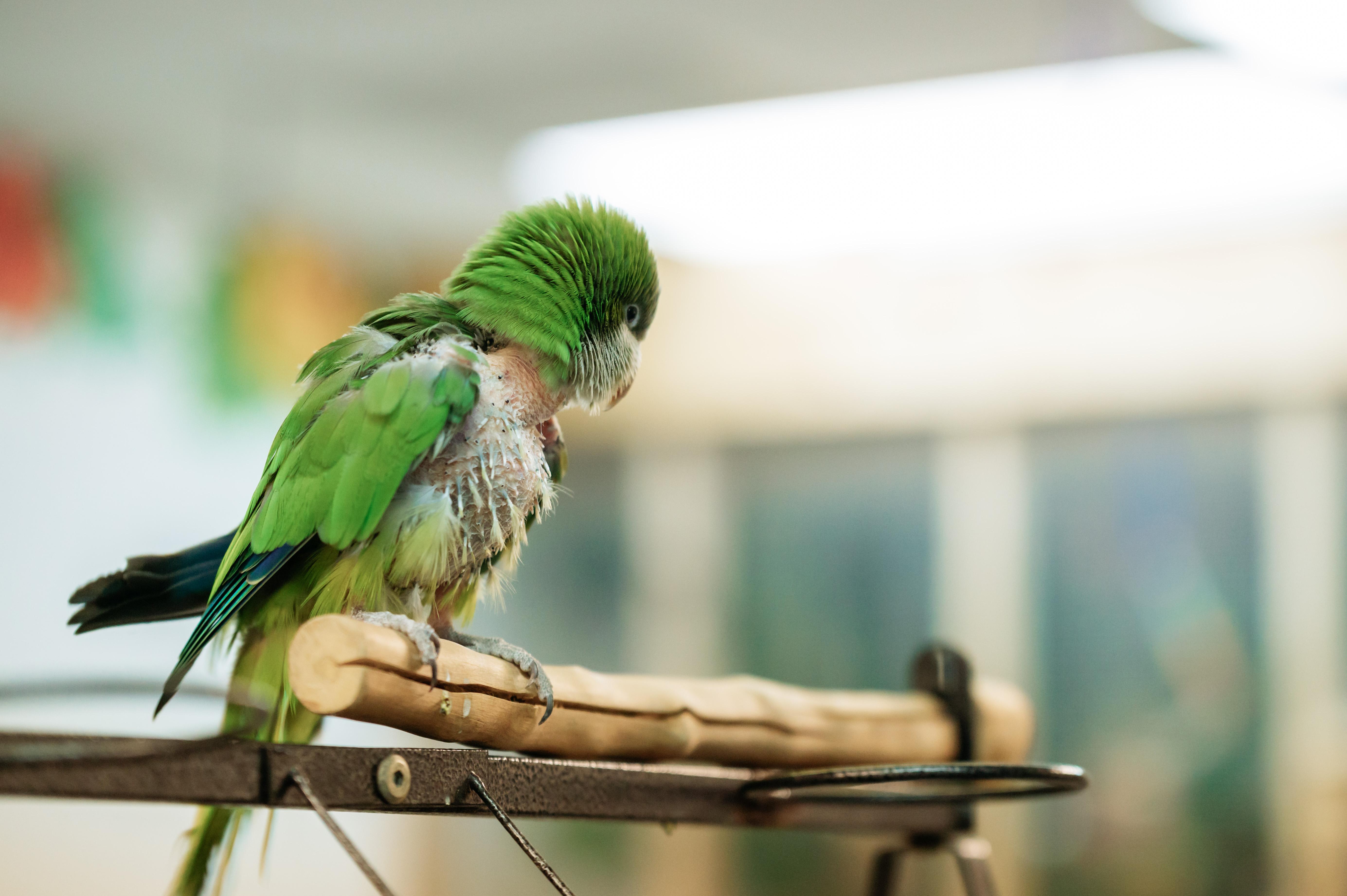 Enlarge Sanderson, a Adoptable Quaker Parakeet in Punta Gorda, FL image 6/6