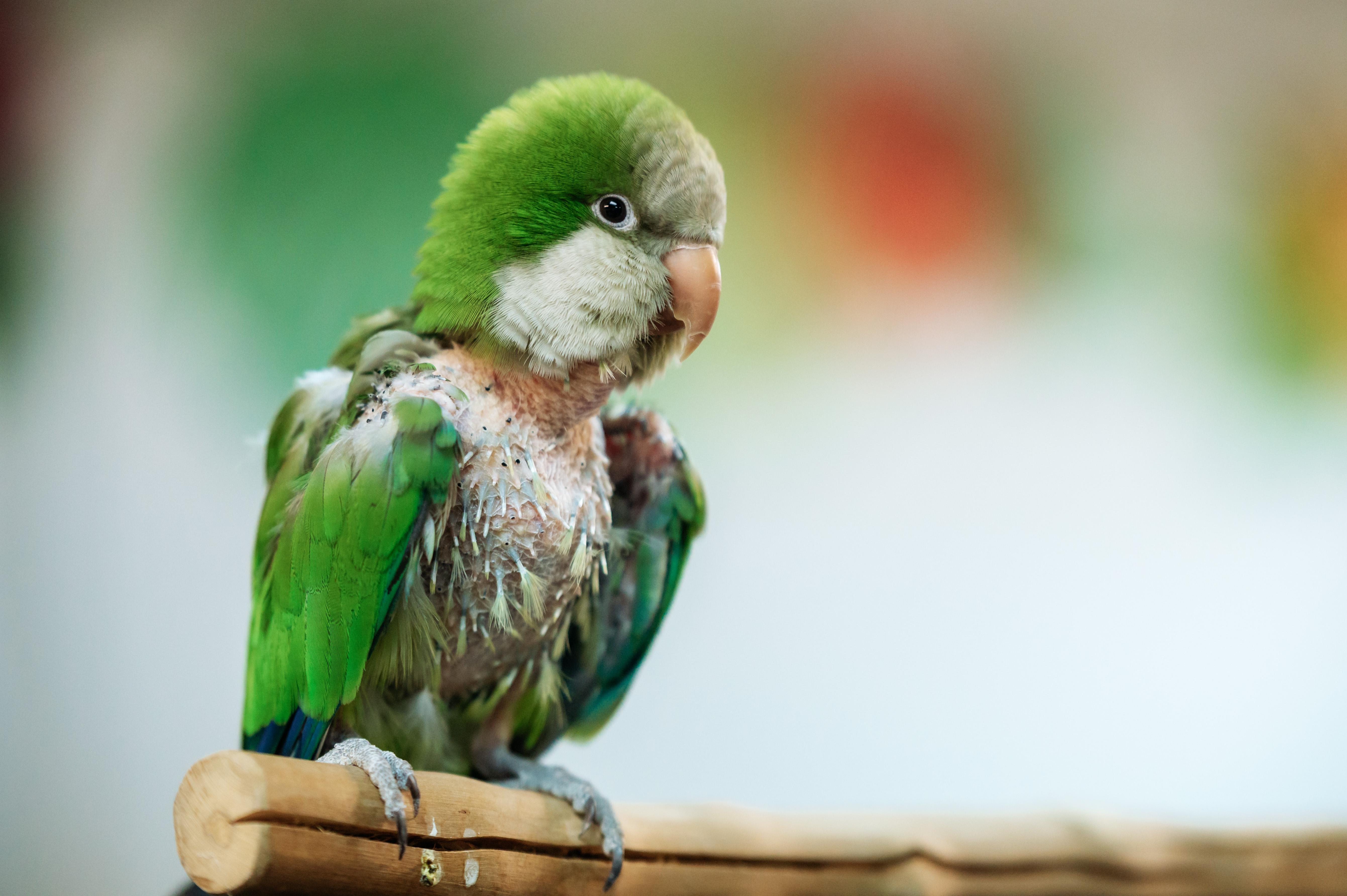 Enlarge Sanderson, a Adoptable Quaker Parakeet in Punta Gorda, FL image 3/6